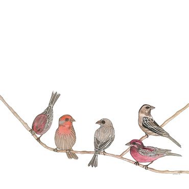 Nature Art. Watercolor Painting. Local NC. House and Purple Finches. Artist Rebecca Dotterer