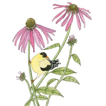 Nature Art. Watercolor Painting. Local NC. American Goldfinch and Purple Coneflowers. Artist Rebecca