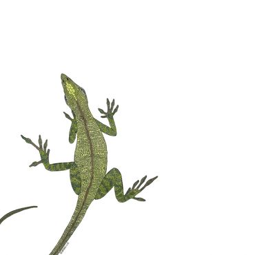 Nature Art. Watercolor Painting. Local NC. Green Anole. Artist Rebecca Dotterer.