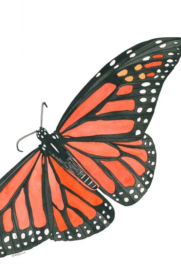 Nature Art. Watercolor Painting. Local NC. Monarch Butterfly. Artist  Rebecca Dotterer.