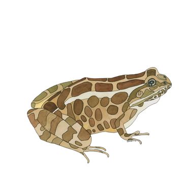 Nature Art. Watercolor Painting. Local NC. Pickerel Frog. Artist Rebecca Dotterer.