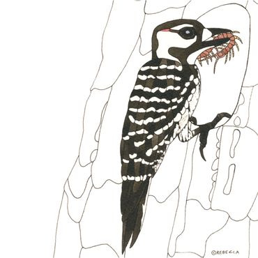 Nature Art. Watercolor Painting. Local NC. Red-Cockaded Woodpecker and Wood Centipede. Artist Rebecc