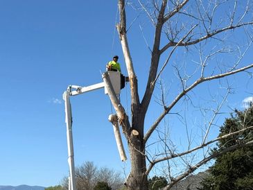 Worker in a bucket lift cutting a tree branch on a clear day.