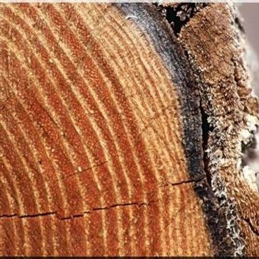 Close-up of tree rings showing age and bark texture.