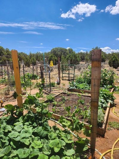 A sunny backyard garden with lush plants and wooden trellises under a blue sky.