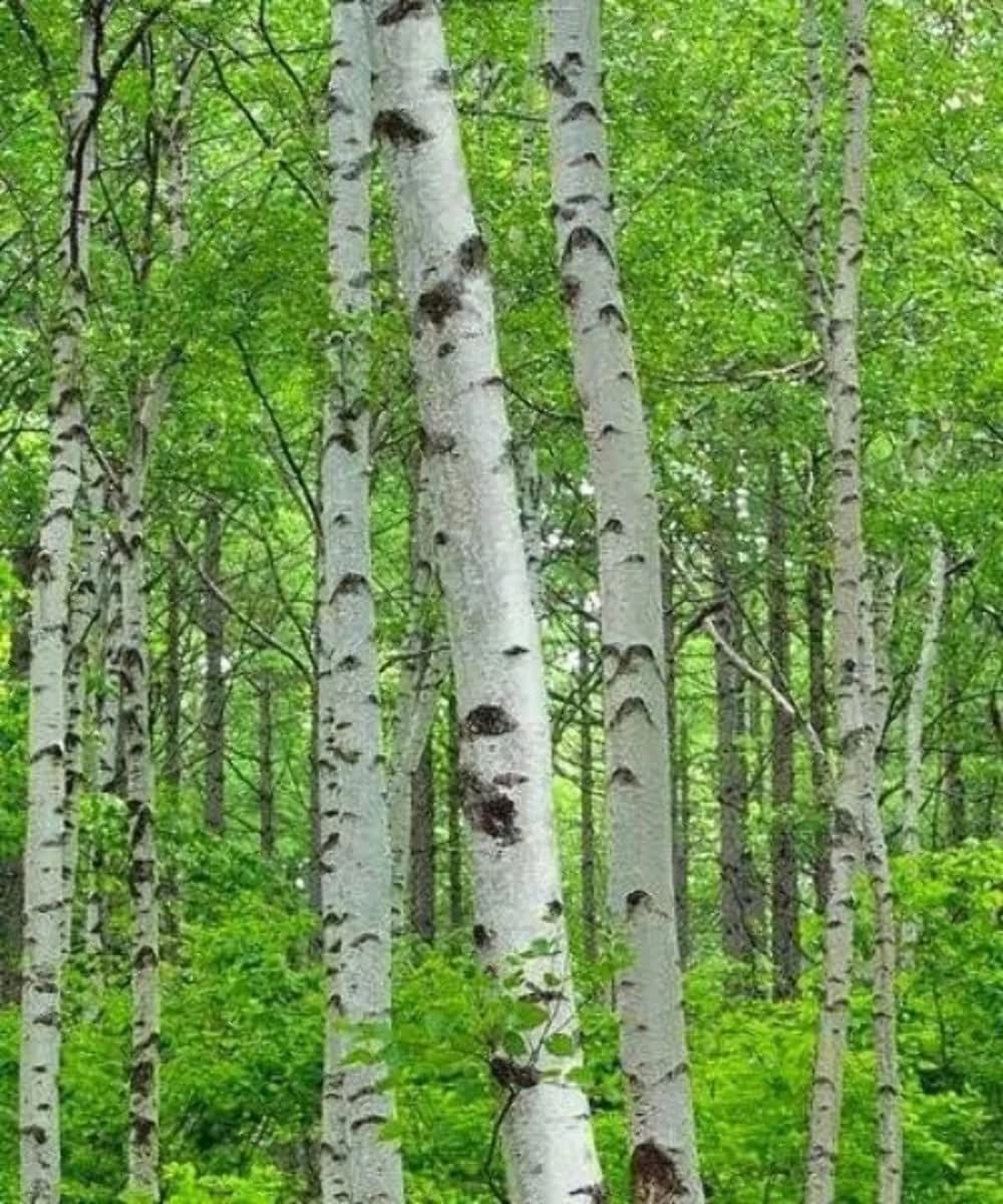 The Silver Birch Tree And Its Benefits - Spice Station