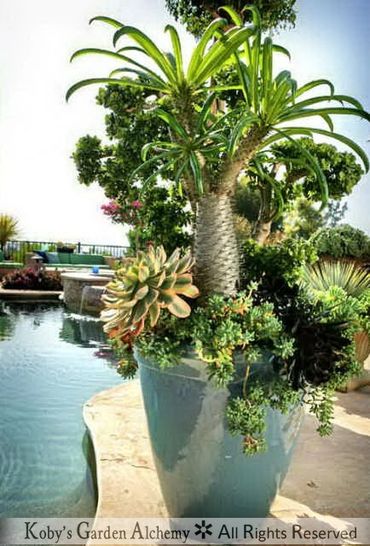 Container Gardens | Koby's Garden Alchemy, Inc.