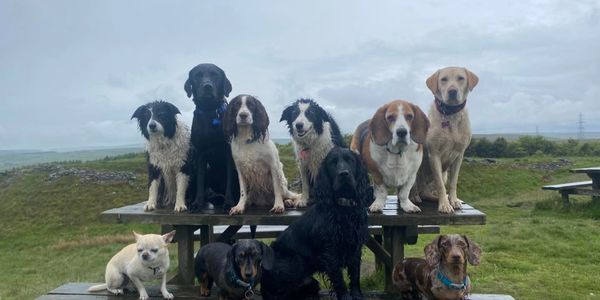 wet dogs 