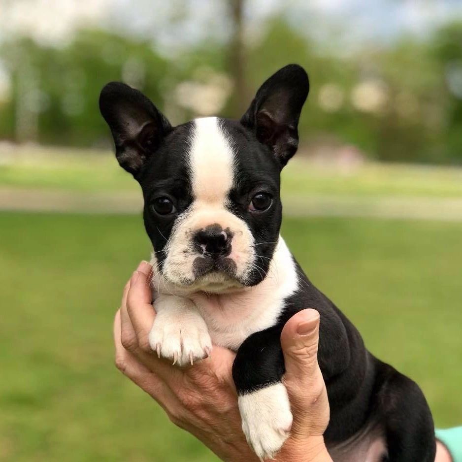 Yorkshire Terrier Puppies Near Me For Sale