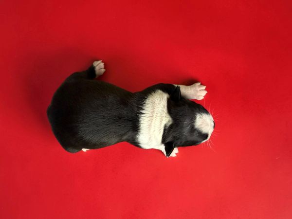 Newborn black and white puppy on a red background.