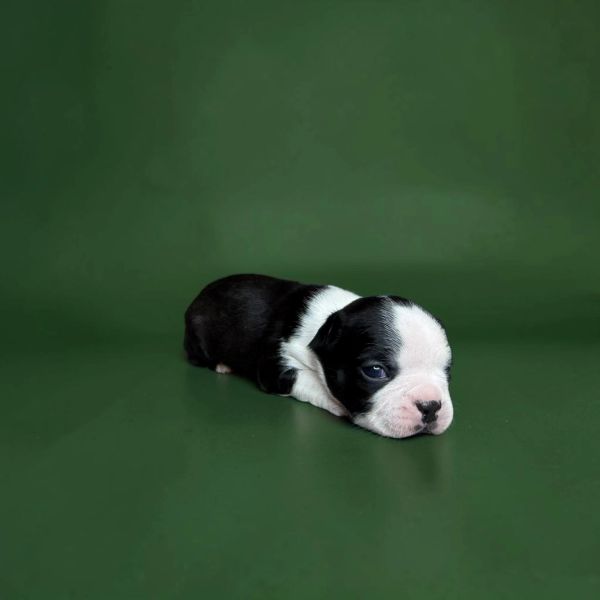 A small black and white puppy lying on a green surface.