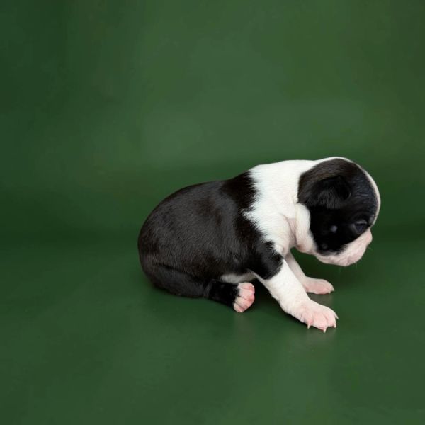 A small black and white puppy sitting on a green surface.