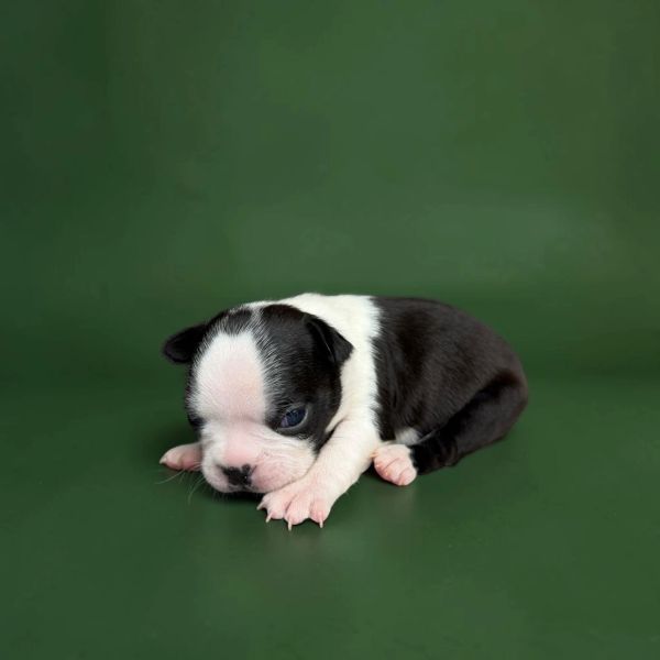 Newborn black and white puppy lying on green surface.
