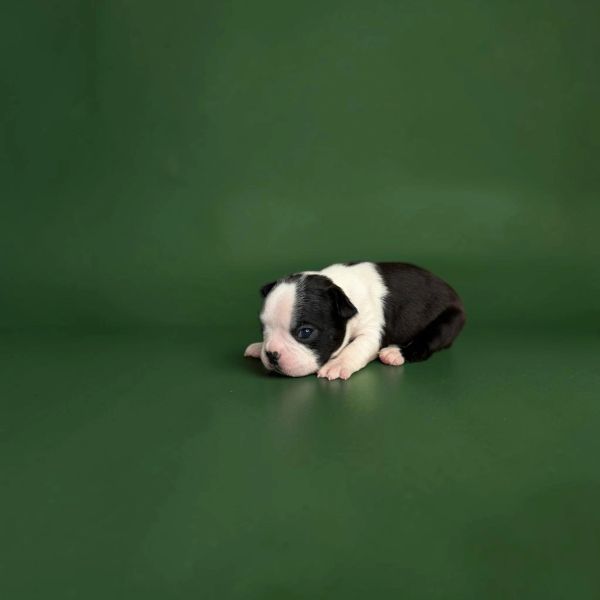 Small black and white puppy lying down on a green surface.