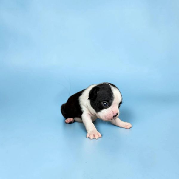 Newborn black and white puppy on blue background.