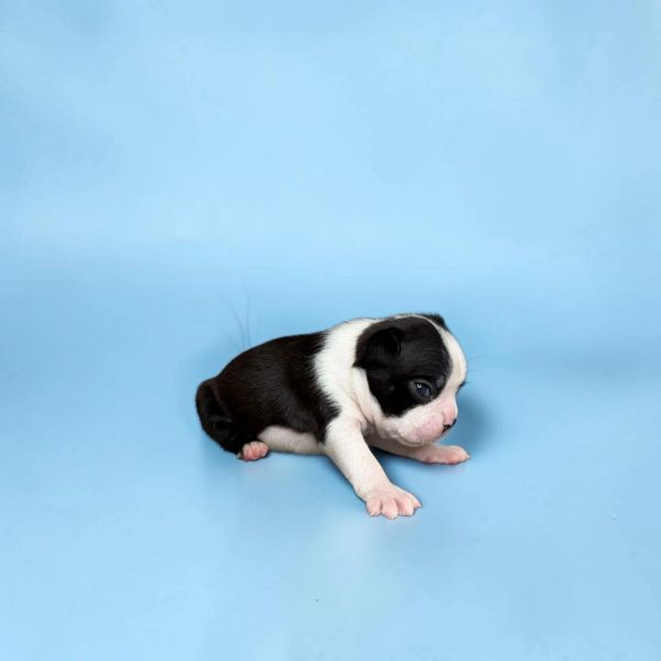 Tiny black and white puppy on a blue background.