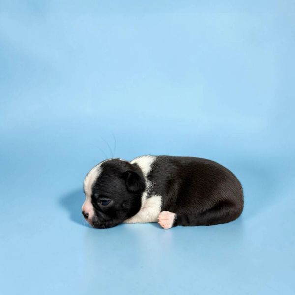 A newborn black and white puppy lying down.