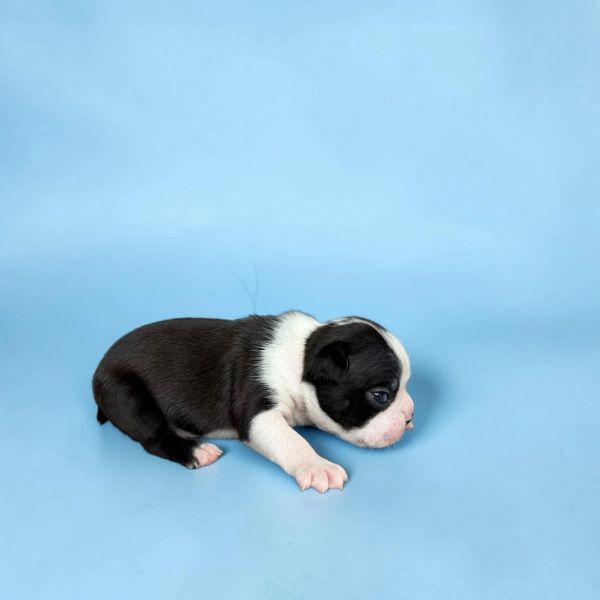 Black and white puppy on blue background.