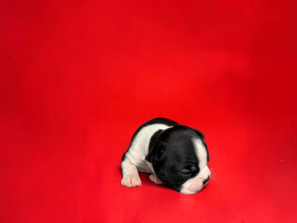 Black and white newborn puppy on red background.