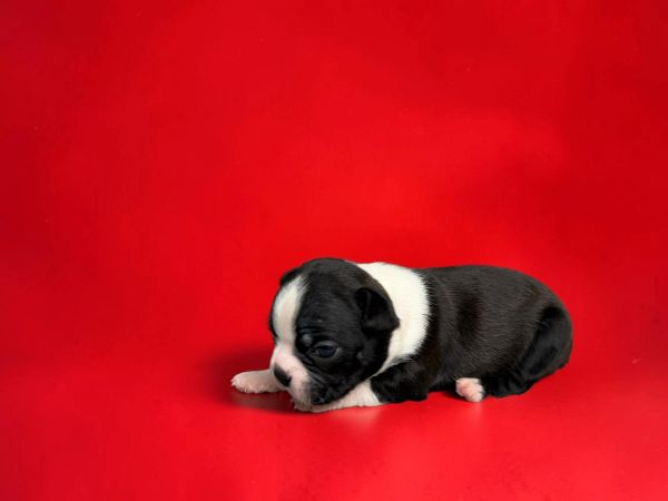 A small black and white puppy on a red background.