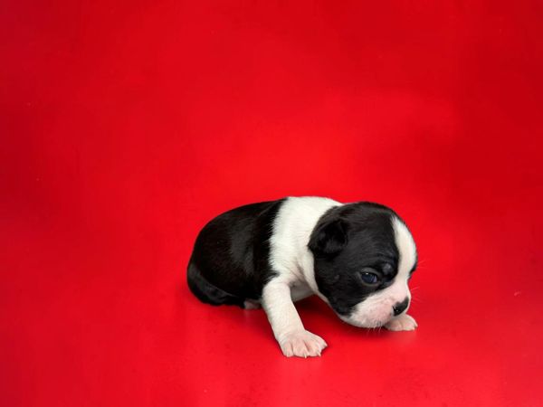 Black and white puppy on a red background.