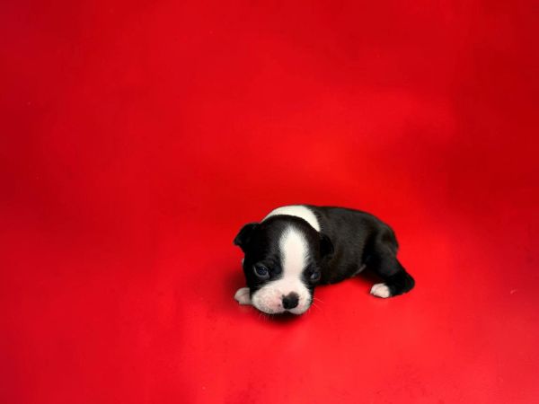 Tiny black and white puppy on a red background.