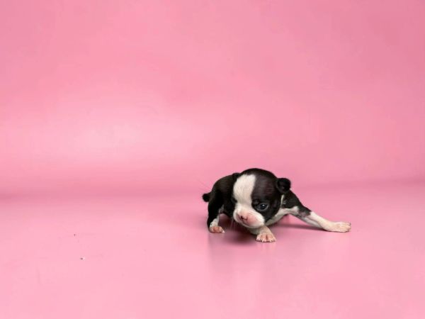 Tiny black and white puppy on a pink background.