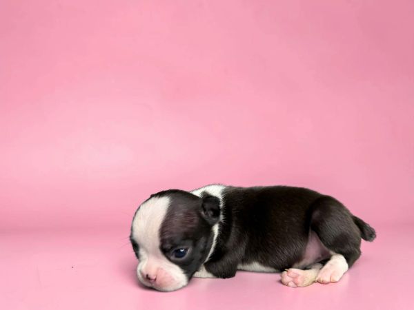 Newborn black and white puppy lying on pink background.