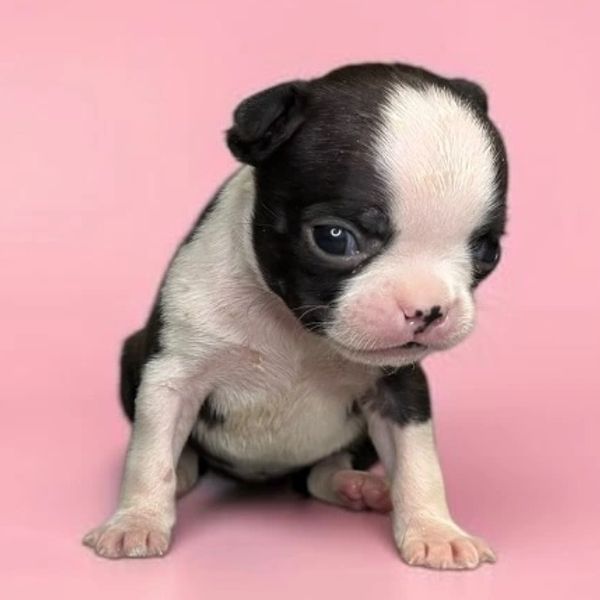 Adorable black and white puppy against pink background.