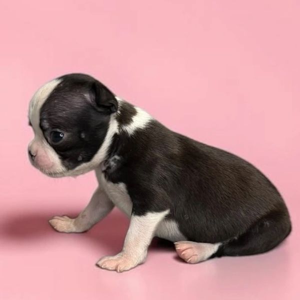 Cute black and white puppy sitting on pink background.