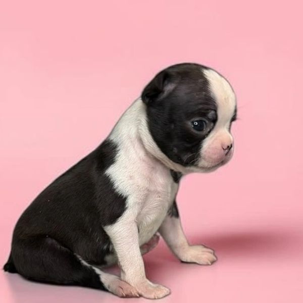 Small black and white puppy sitting against pink background.