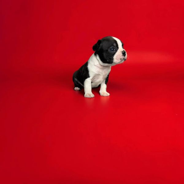 Small black and white puppy on a red background.