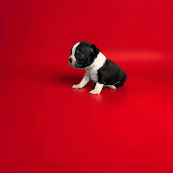 Small black and white puppy sitting on a red floor.