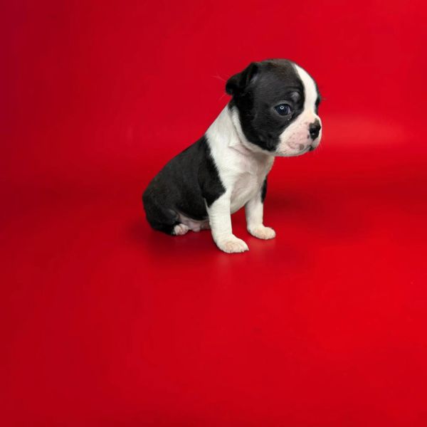 Small black and white puppy sitting against a red background.