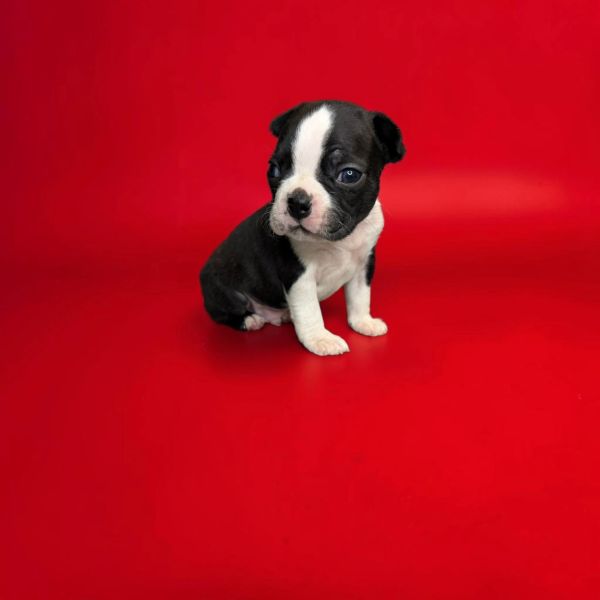 Adorable black and white puppy sitting on a red surface.