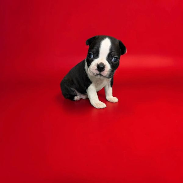 Small black and white puppy sitting on red background.