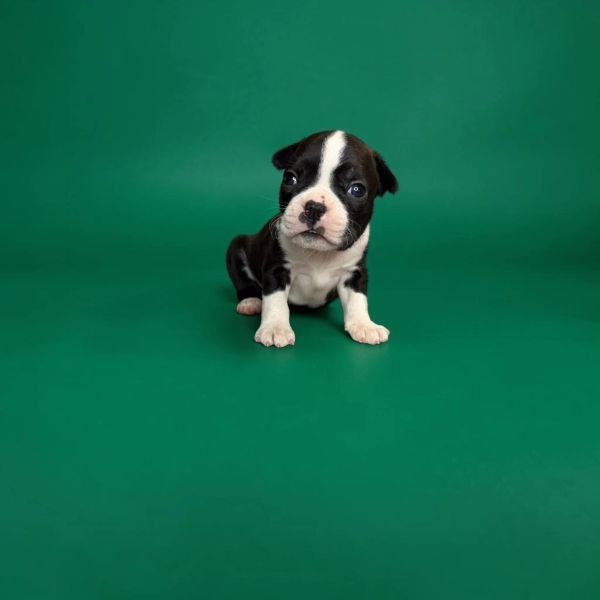 Black and white Boston Terrier puppy on green background.