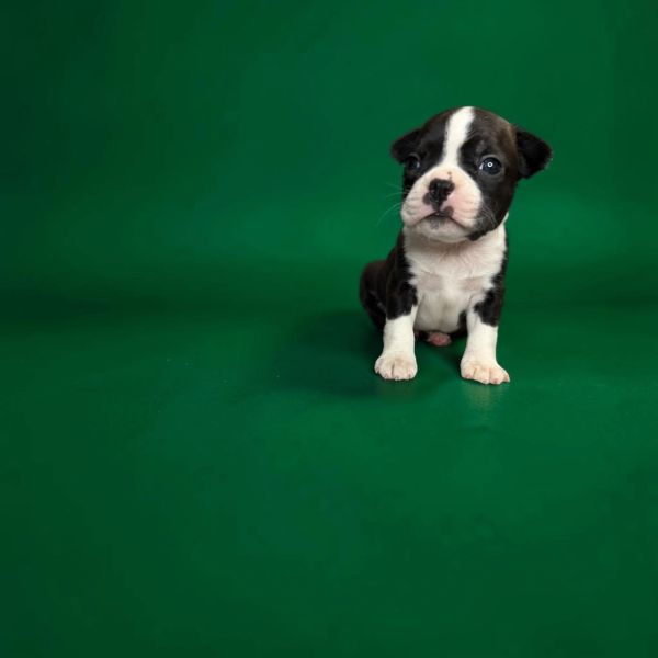 Cute black and white puppy on a green background.