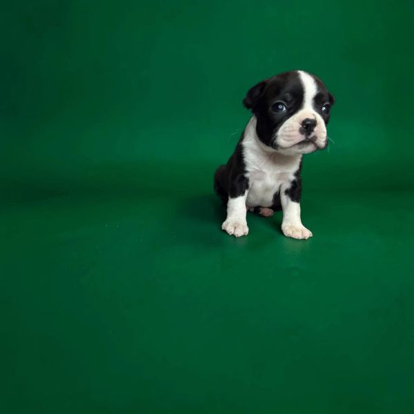 A black and white puppy sitting on green background.