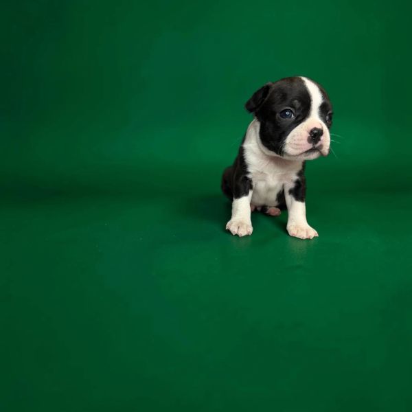 Small black and white puppy on green background.