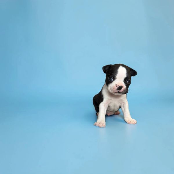 Tiny black and white puppy on blue background.