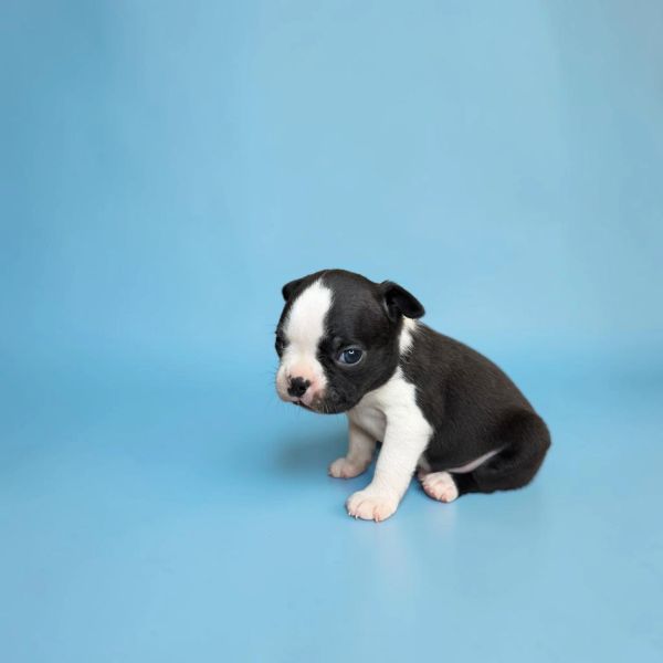 Black and white puppy sitting on a blue background.