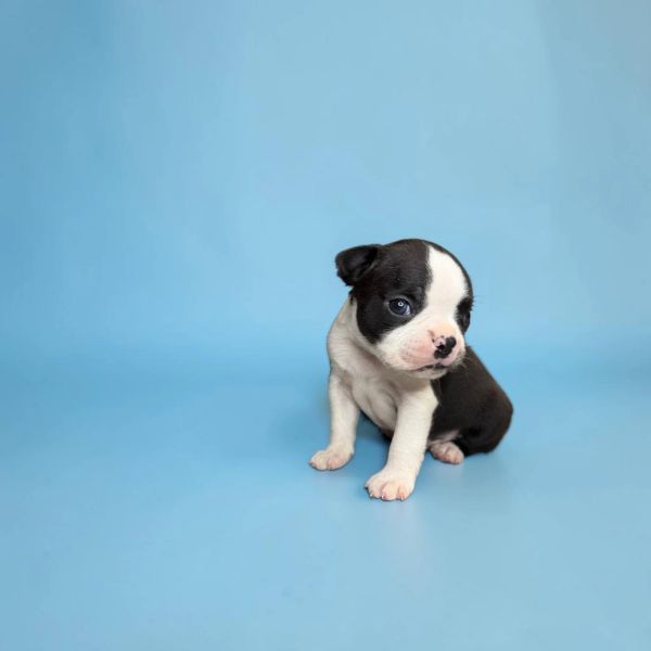 Black and white puppy sitting on blue background.