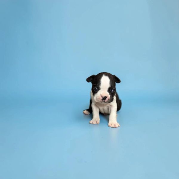 Small black and white puppy on blue background.