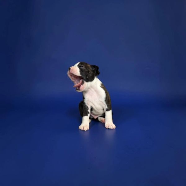 Yawning puppy on a blue background.