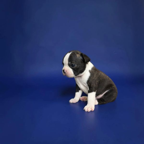 Sad Boston Terrier puppy sitting on blue background.