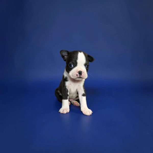 A small black and white puppy sitting on a blue floor.