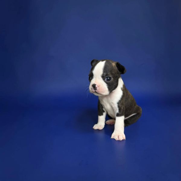 Small black and white puppy on blue background.