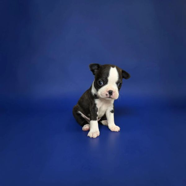 Small black and white puppy sitting on blue background.
