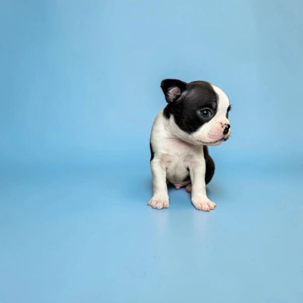A small black and white puppy sitting against a blue background.